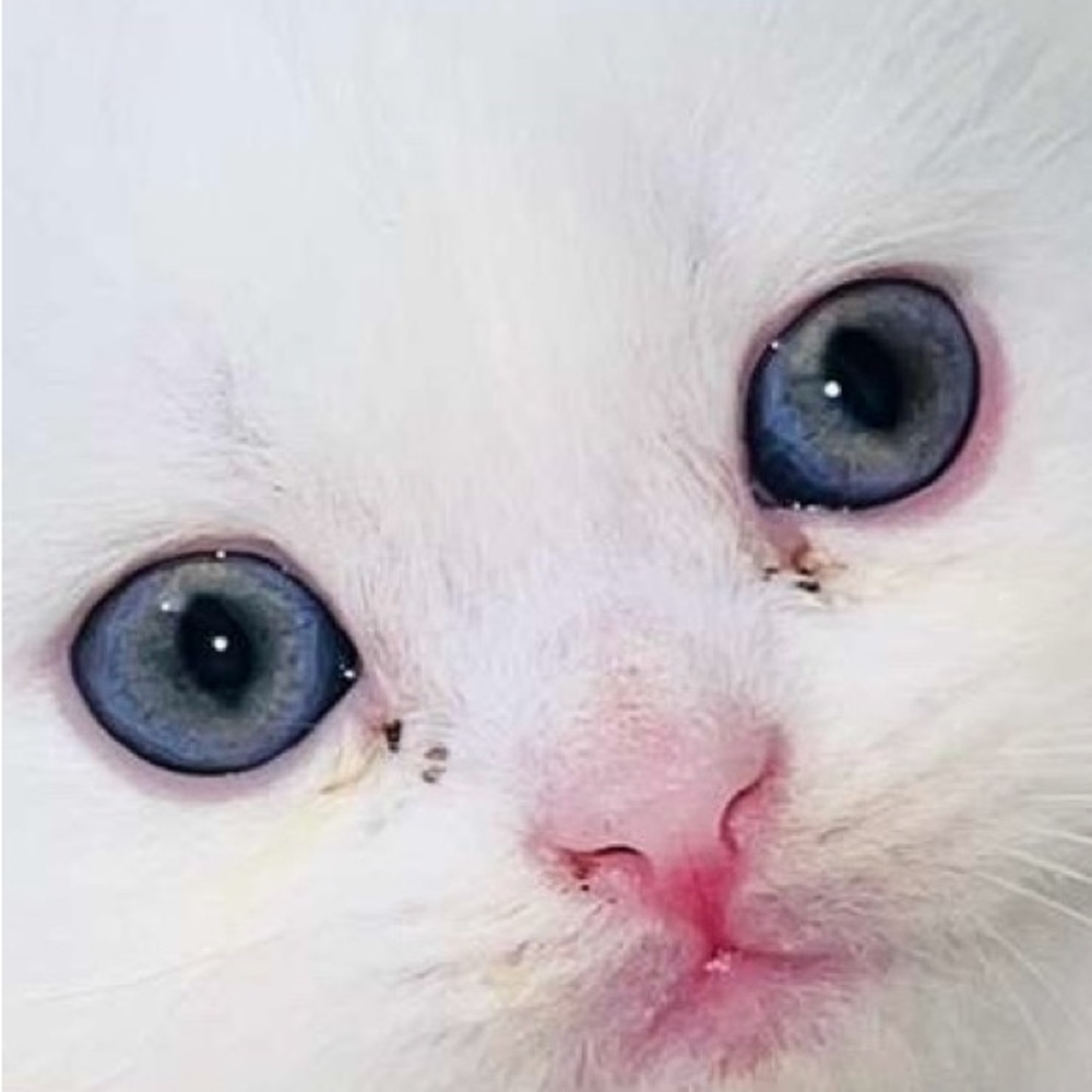 Cozy White Cat Bed - Picture 3 of 7